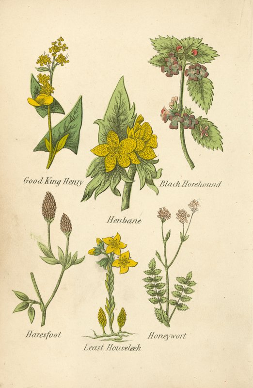 Bom rei Henrique, canela-da-terra, marroio-negro, pé de cavalo, alho-porro-pequeno, erva-de-mel (litografia a cores) de English School