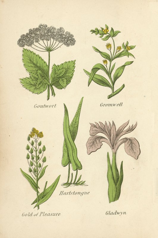 Goutwort, Gromwell, Hartstongue, Gold of Pleasure, Gladwyn de English School