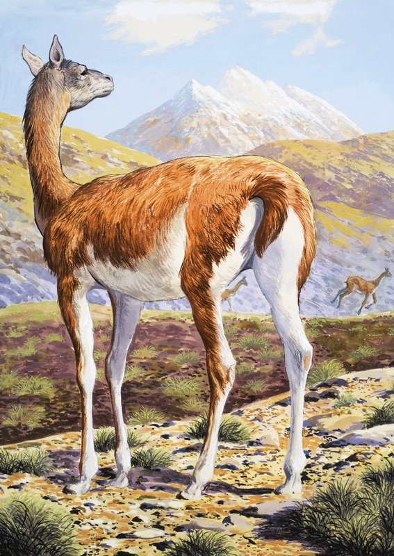 Guanacos graciosos de English School