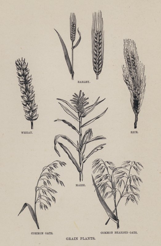 Plantas de cereais (litografia) de English School