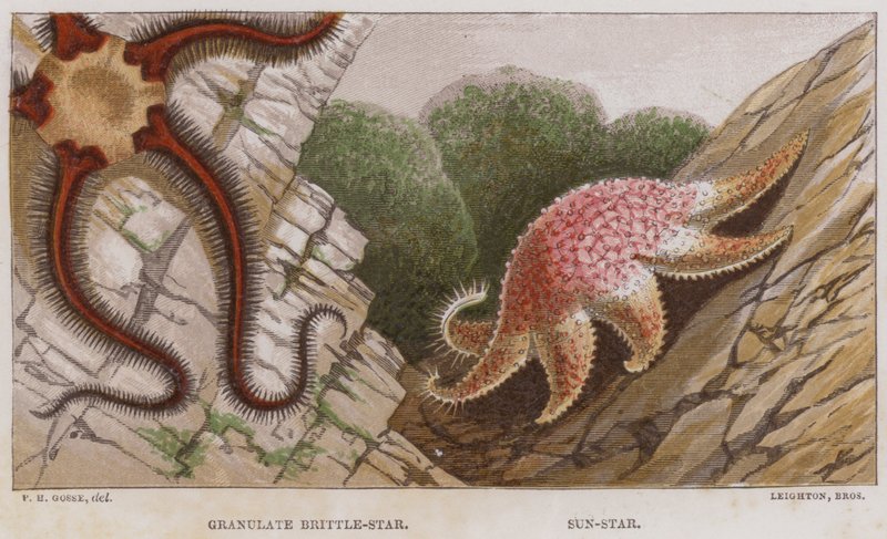 Granular Brittle-Star, Sun-Star (cor litho) de English School