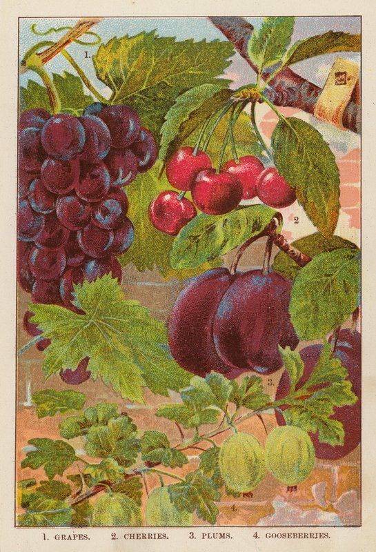 Uvas; cerejas; ameixas; groselhas (litografia a cores) de English School