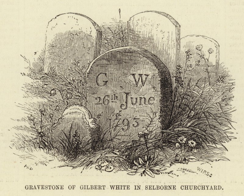 Lápide de Gilbert White no cemitério de Selborne (gravura) de English School