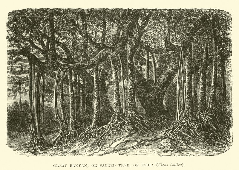 Grande Banyan, ou árvore sagrada, da Índia, Ficus indica de English School
