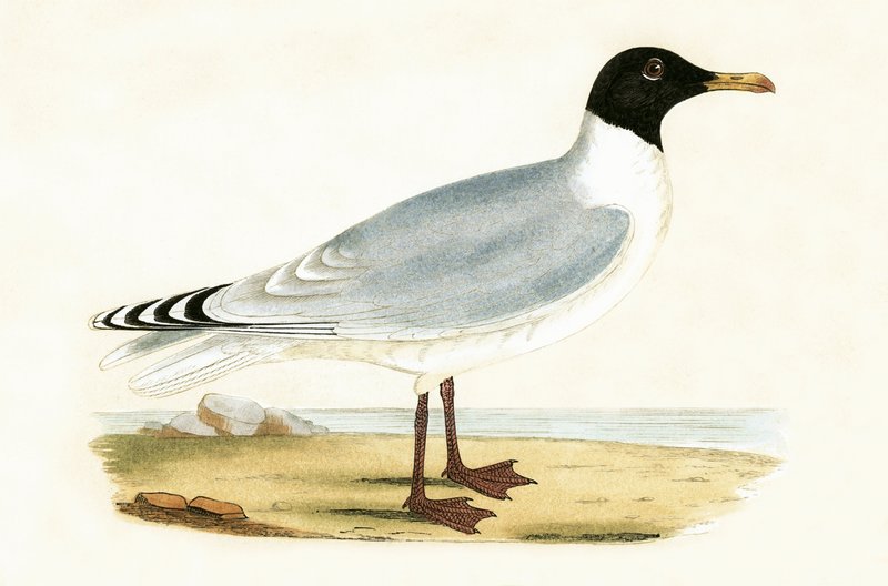 Grande gaivota de cabeça negra, ilustração de &39;Uma história das aves da Europa não observada nas ilhas britânicas&39; por Charles Robert Bree (1811-1886), publicado em 1867 de English School