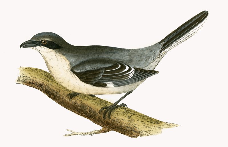 Grande Picanço Grisalho, ilustração de "Uma História das Aves da Europa Não Observadas nas Ilhas Britânicas", de Charles Robert Bree (1811-1886), publicado em 1867 de English School