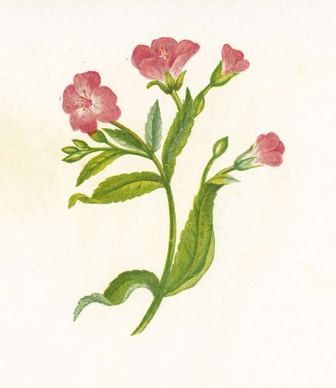 Grande peludo salgueiro-erva, Epilobium Hirsutum de English School