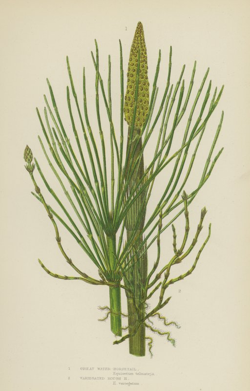 Cavalinha-de-água, cavalinha-das-rochas variegada (litografia a cores) de English School