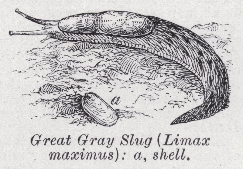 Grande lesma cinza, Limax maximus (litho) de English School