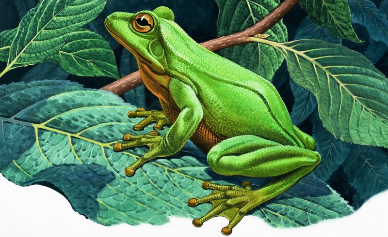 Grande, árvore verde, rã de English School