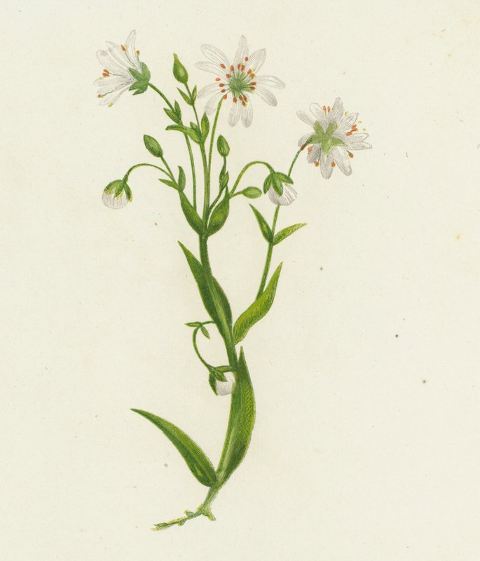 Stellaria Holostea (litografia a cores) de English School