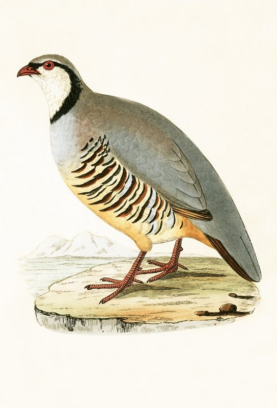 Partridge grego, ilustração de "Uma história das aves da Europa não observadas nas Ilhas Britânicas", de Charles Robert Bree (1811-1886), publicado em 1867 de English School