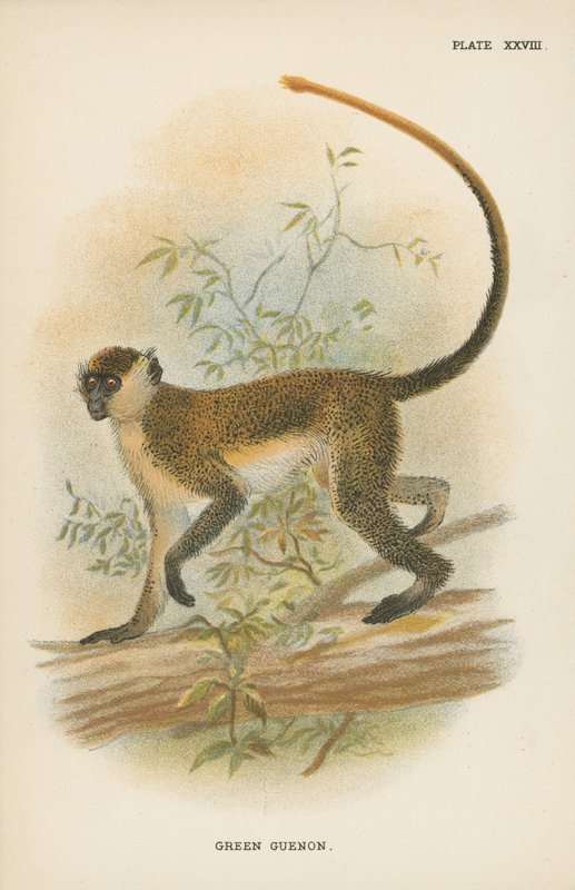 Guenon Verde de English School