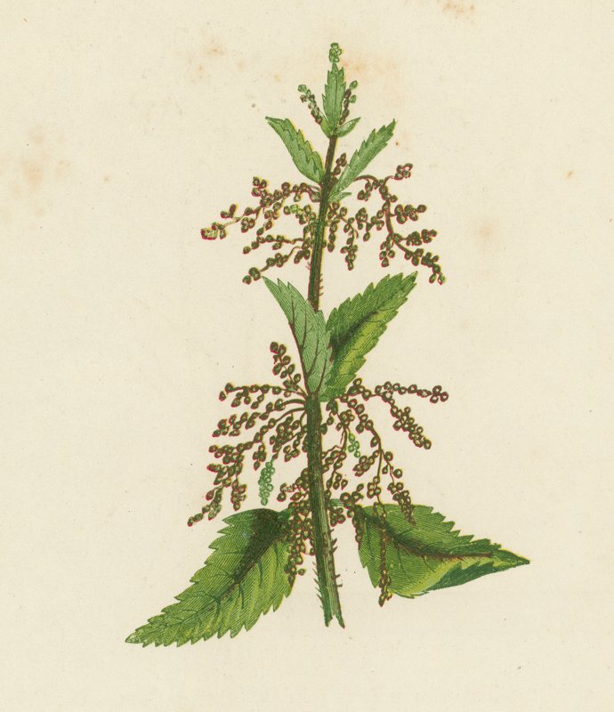 Urtiga verde, Urtica Dioica (litografia a cores) de English School