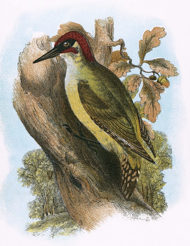 Pica-pau-verde de English School
