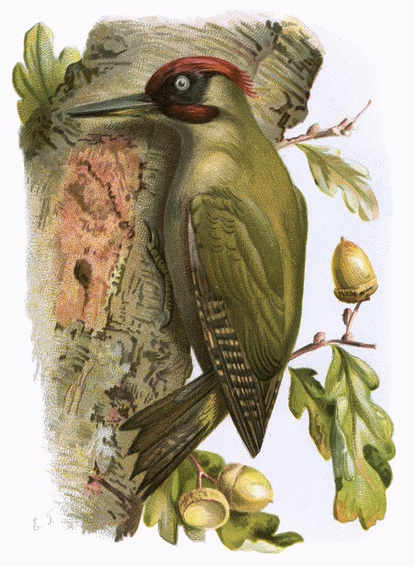Pica-pau-verde de English School
