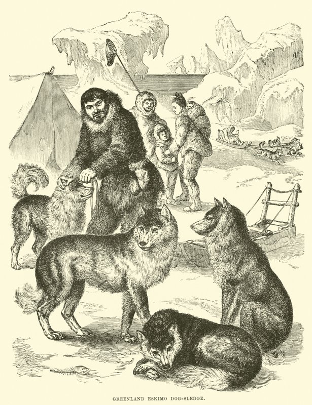 Trenó-cão Eskimo da Groenlândia de English School
