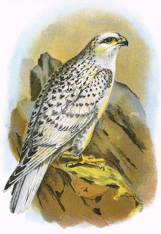 Falcão da Gronelândia de English School