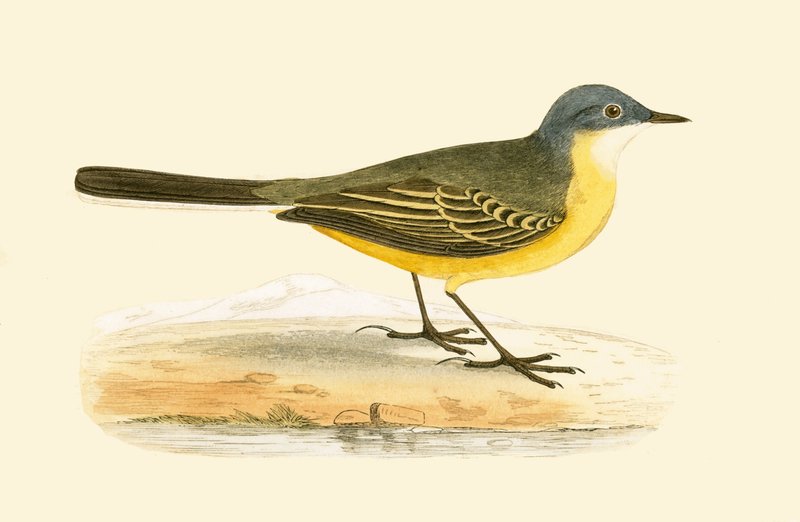 Alvéola-de-cabeça-cinzenta, ilustração de "Uma História das Aves da Europa Não Observadas nas Ilhas Britânicas", de Charles Robert Bree (1811-1886), publicada em 1867 de English School