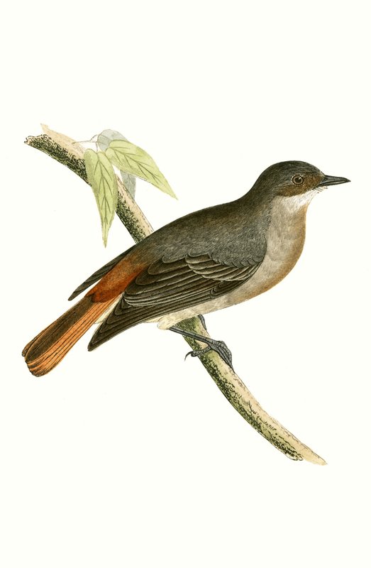 Gray Redstart, ilustração de "Uma História das Aves da Europa Não Observadas nas Ilhas Britânicas", de Charles Robert Bree (1811-1886), publicado em 1867 de English School