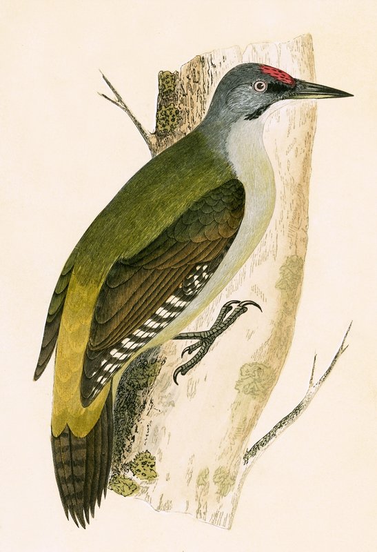 Pica-pau-cinzento, ilustração de "Uma História das Aves da Europa Não Observadas nas Ilhas Britânicas", de Charles Robert Bree (1811-1886), publicado em 1867 de English School