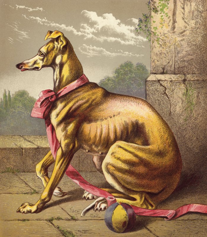 Galgo (litografia a cores) de English School