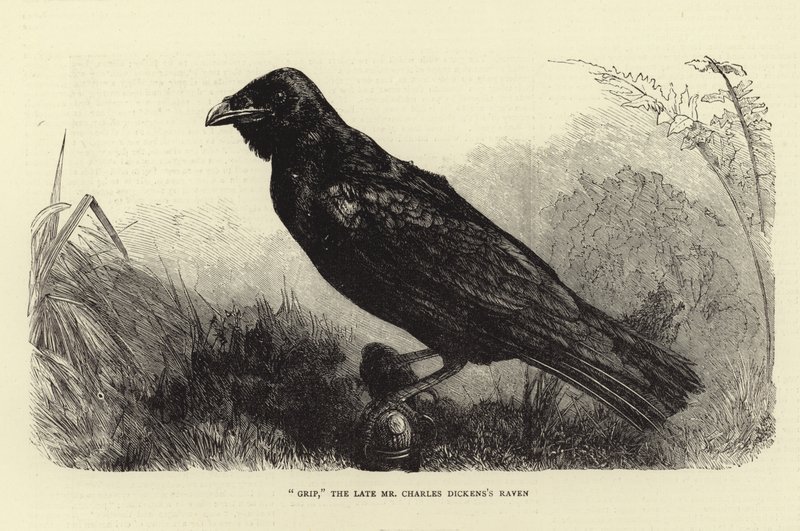 Grip, o tardio Charles Dickens Raven de English School
