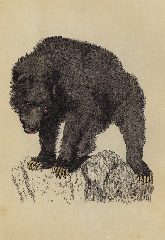 Urso terrível (litografia a cores) de English School