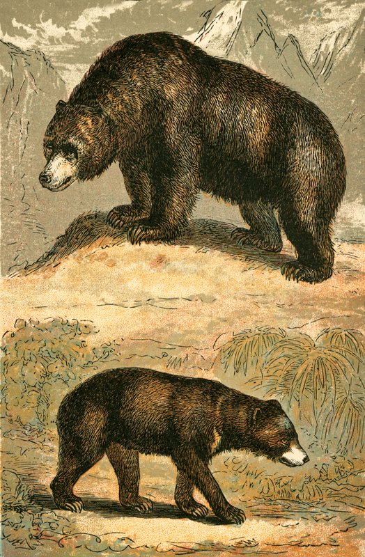 Urso pardo e urso malaio de English School