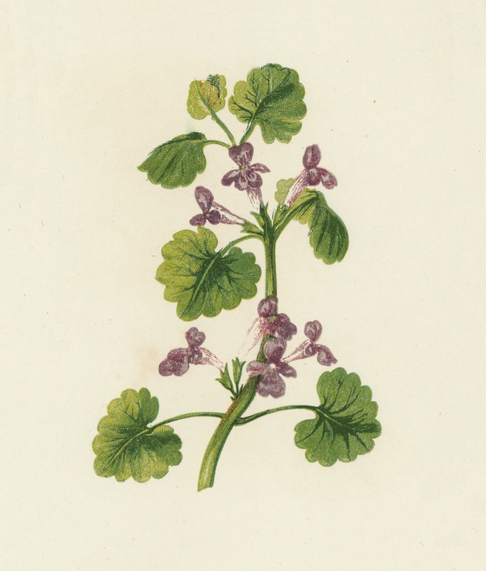 Hera rasteira, Glechoma Hederacea (litografia a cores) de English School