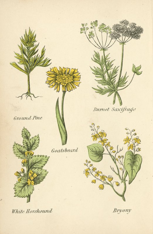 Pinheiro moído, Saxifragia Burnet, Barba-de-cabra, Marroio-branco, Bryony de English School