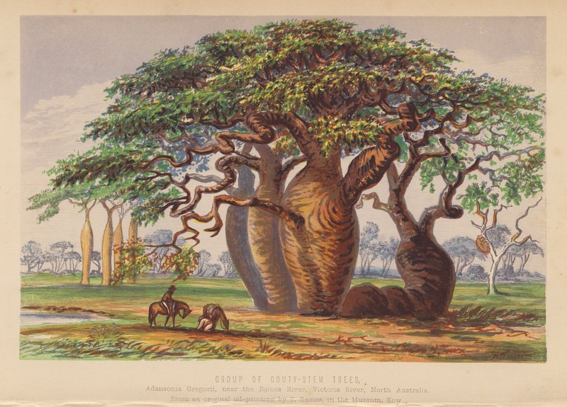 Grupo de árvores de caule curto, Austrália (litografia a cores) de English School
