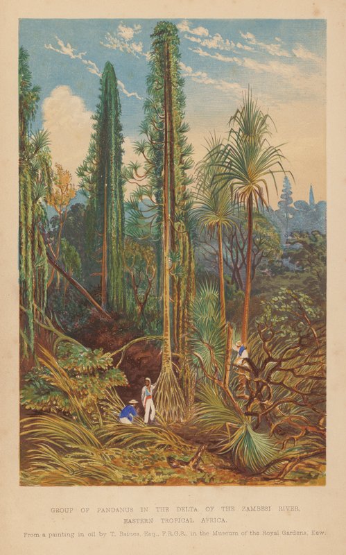 Grupo de Pandanus no delta do rio Zambesi, África Tropical Oriental (litografia a cores) de English School