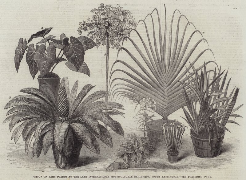 Grupo de Plantas Raras na Late International Horticultural Exhibition, South Kensington (gravura) de English School