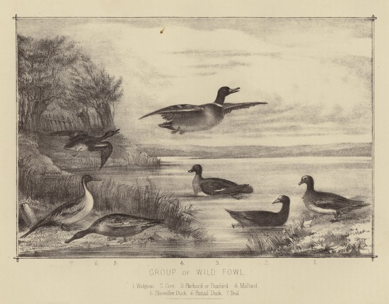 Grupo de Aves Selvagens (lito a cores) de English School