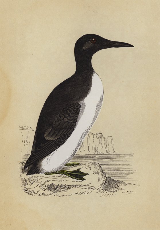 Guillemot (litografia a cores) de English School