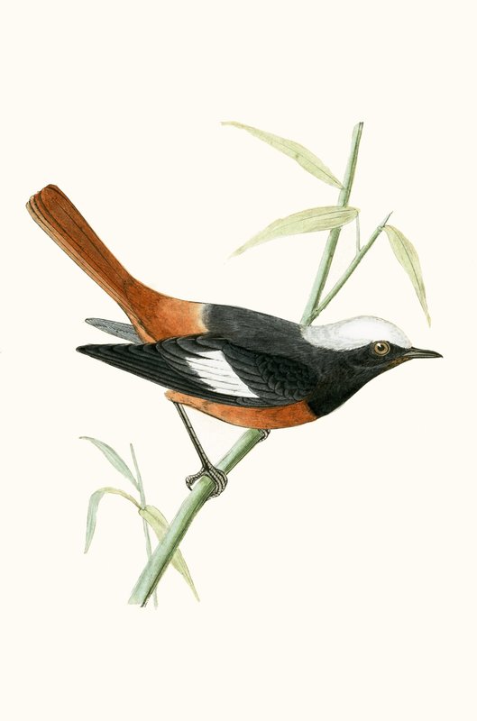 Redstart de Guldenstadt, ilustração de "Uma História das Aves da Europa Não Observadas nas Ilhas Britânicas", de Charles Robert Bree (1811-1886), publicada em 1867 de English School