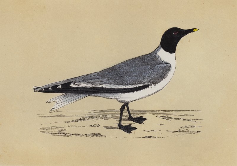Gaivota (litografia a cores) de English School
