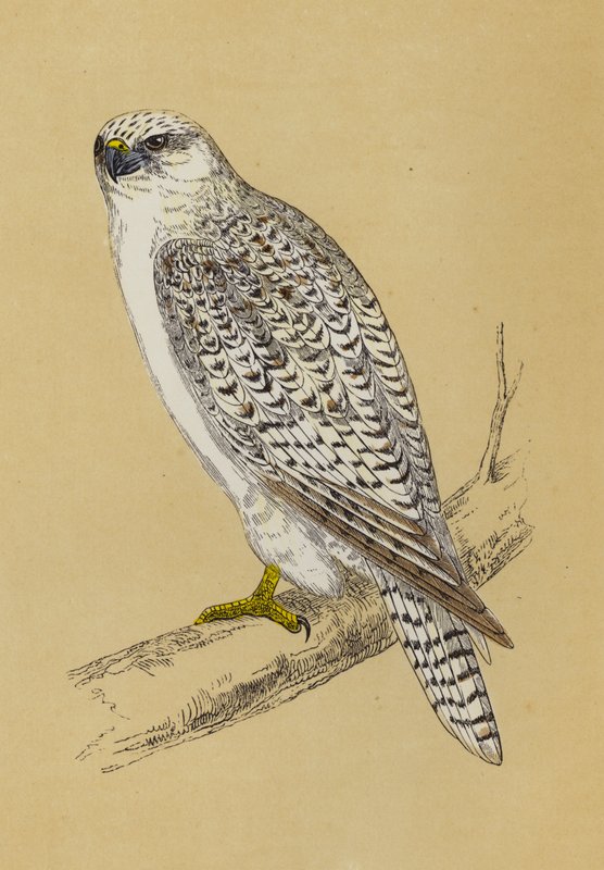 Gyr-Falcon (cor litho) de English School