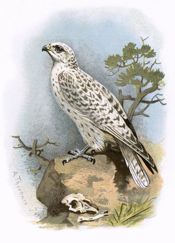 Gyr-Falcon de English School