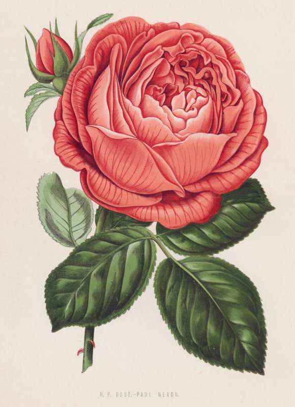 HP Rose, Paul Neron (lito a cores) de English School