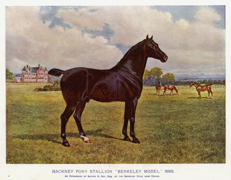 Hackney Pony Stallion "Berkeley Model" 3663 (cor litho) de English School