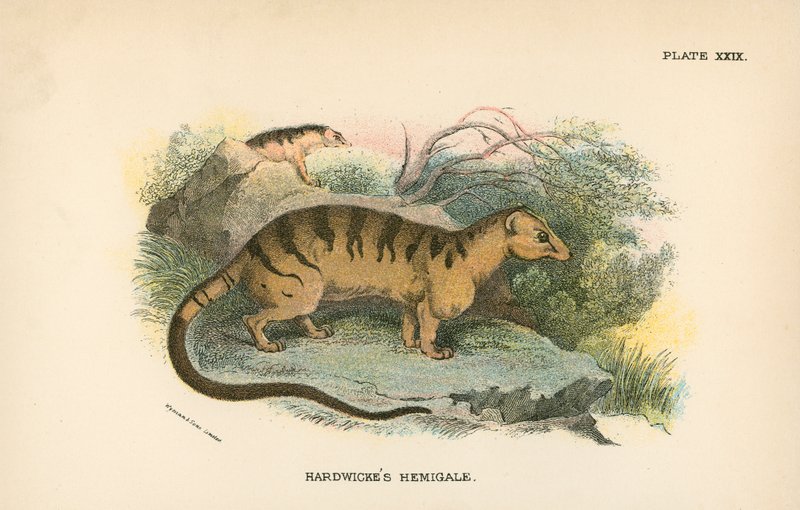 Hemigale de Hardwicke de English School