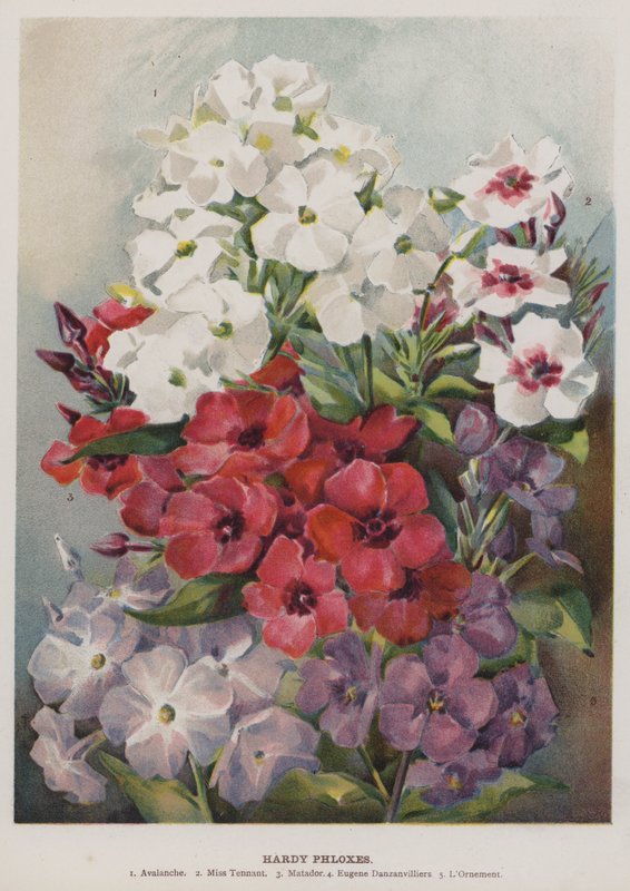 Hardy Phloxes de English School