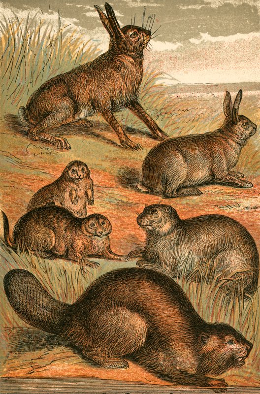 Lebre, Praire Cães, Coelho, Marmota e Castor de English School