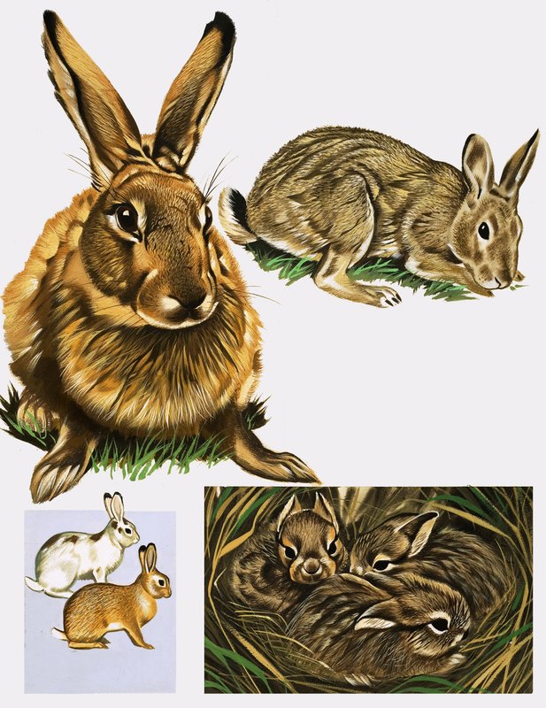 Lebres e Coelhos de English School