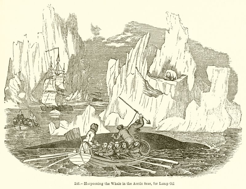 Arpoando a Baleia nos Mares Aréticos, para o Óleo da Lâmpada de English School