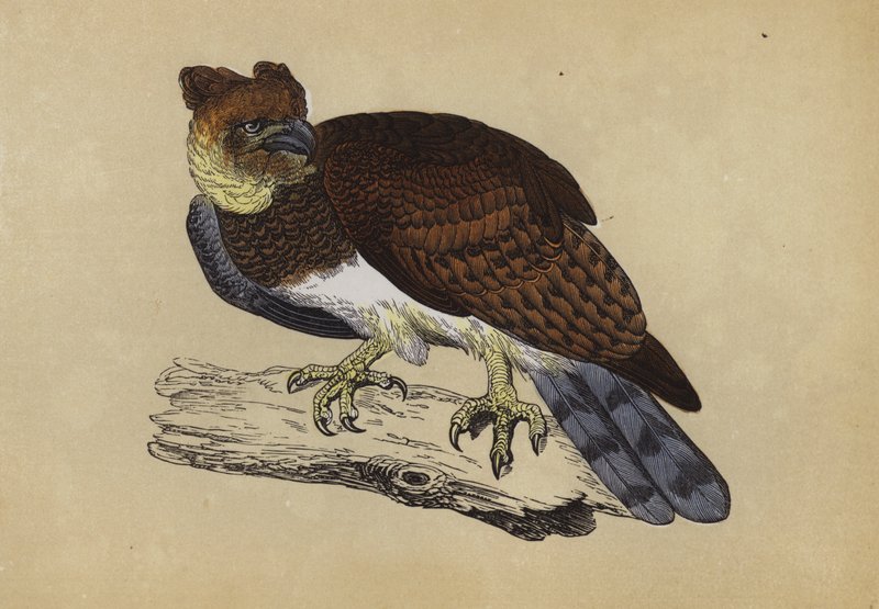 Águia Harpia (cor litho) de English School