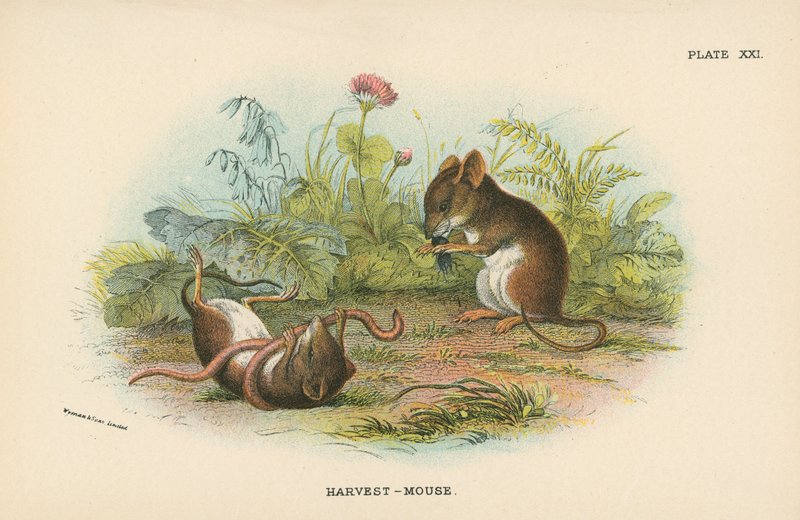 Rato-Colheita de English School