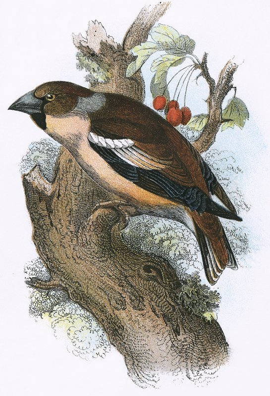 Hawfinch de English School